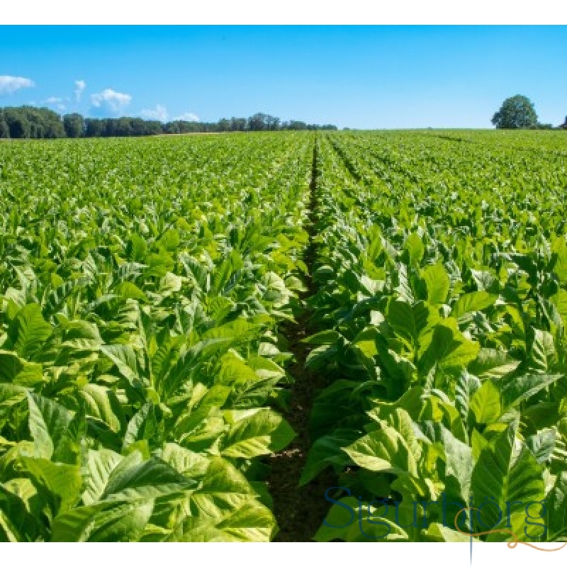 Ilmolía - Tobacco